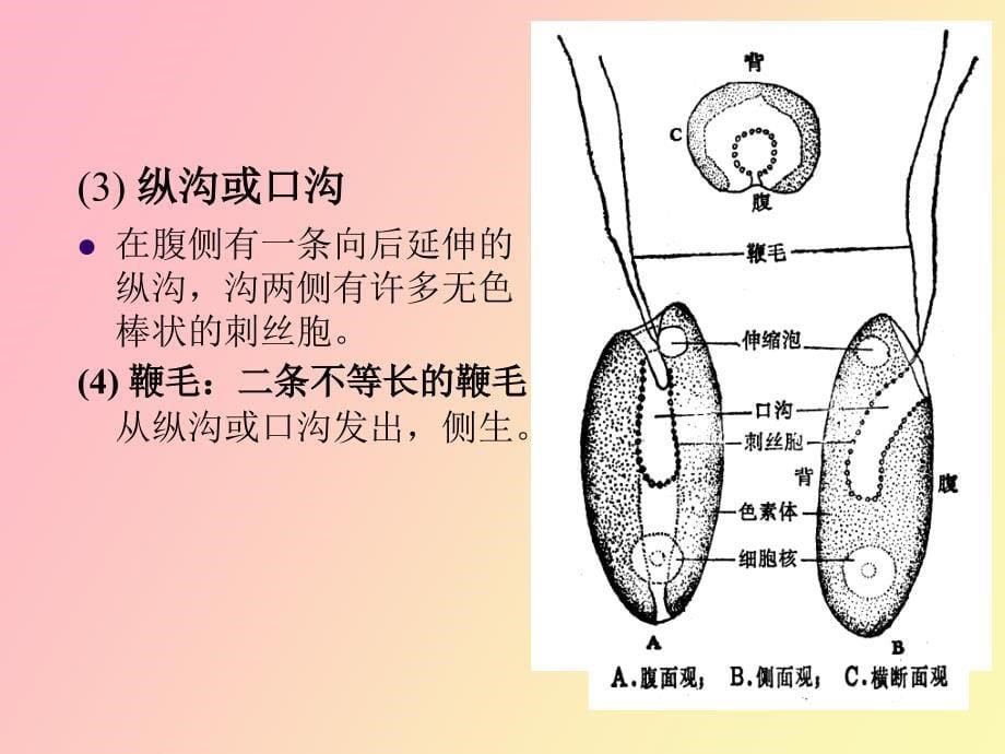 水生化学隐藻门甲藻门_第5页