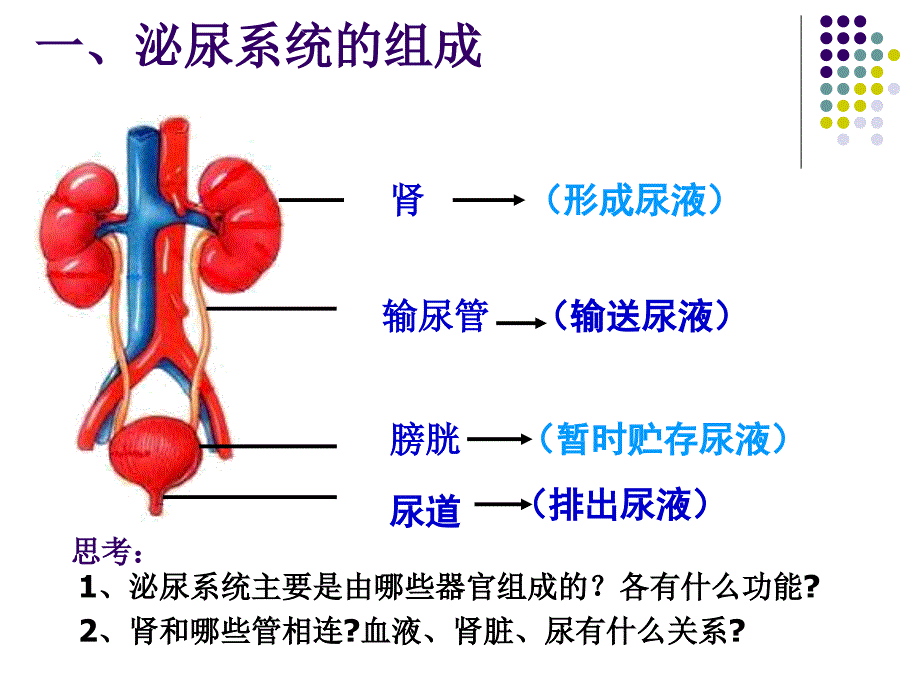 人体内的废物的排出_第3页