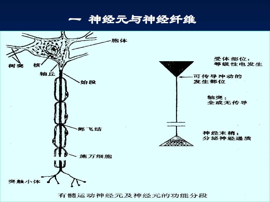 神经系统机能与调节_第3页