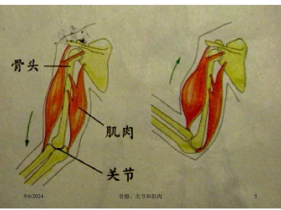 骨骼关节和肌肉_第5页