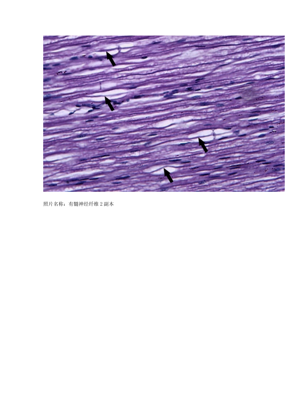 组织胚胎学实验考试切片大全.doc_第3页