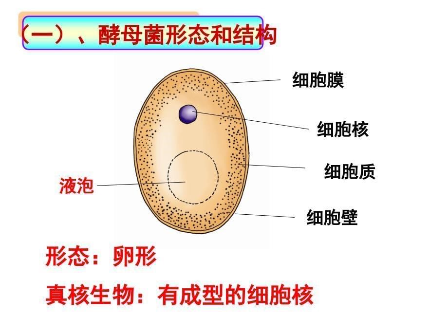 第一节酵母菌和霉菌2_第5页