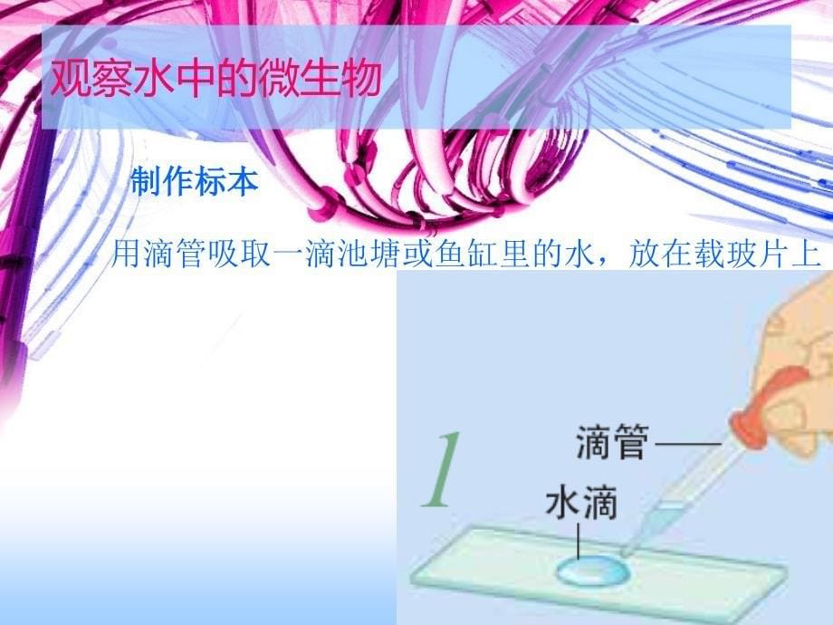 7.用显微镜观察身边的生命世界(三)_第5页