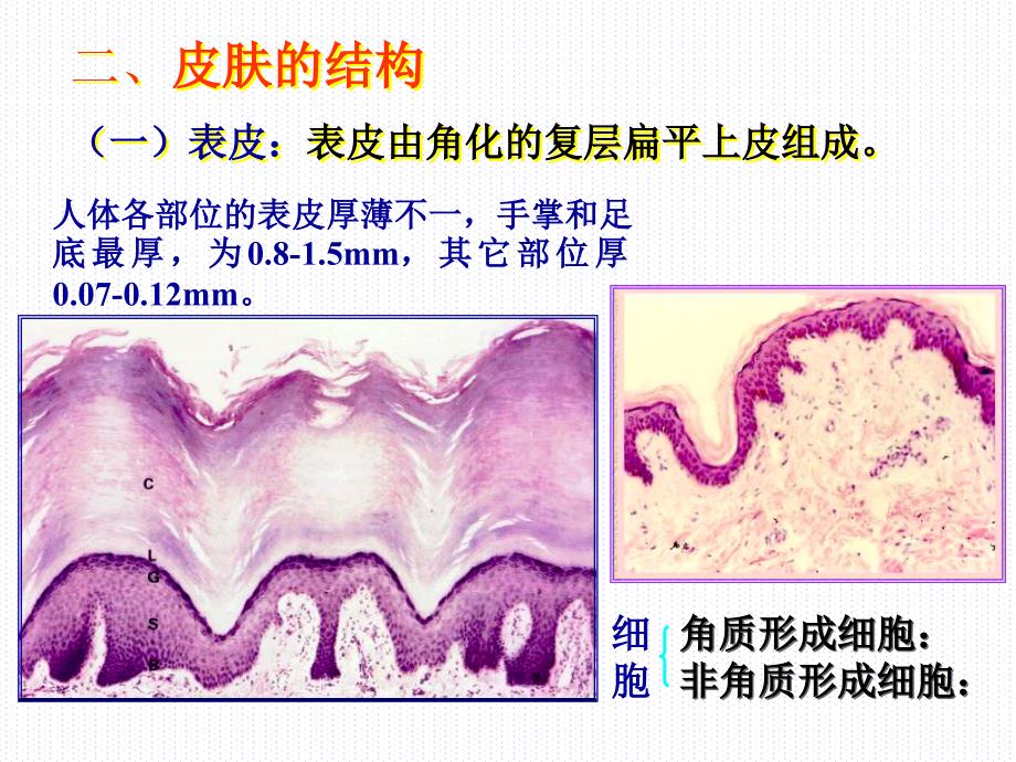 组织学与胚胎学第11章皮肤上_第4页