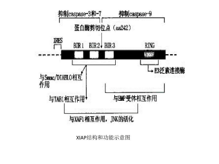 xiap原核重组蛋白的表达和纯化_第4页