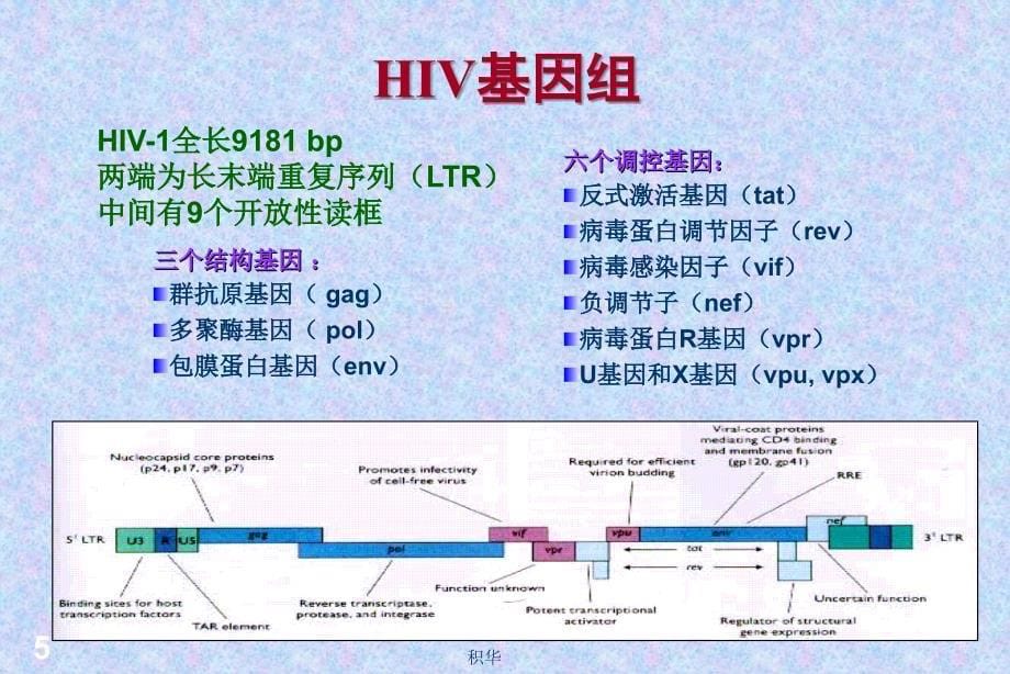 [临床传染病治疗]艾滋病_第5页