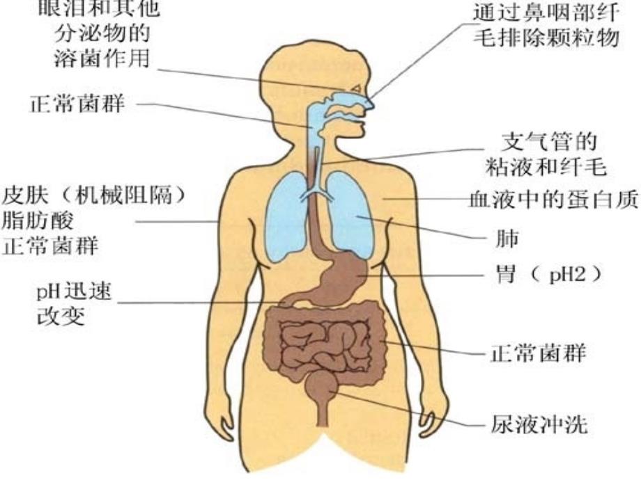 11传染病及其预防和治疗_第2页