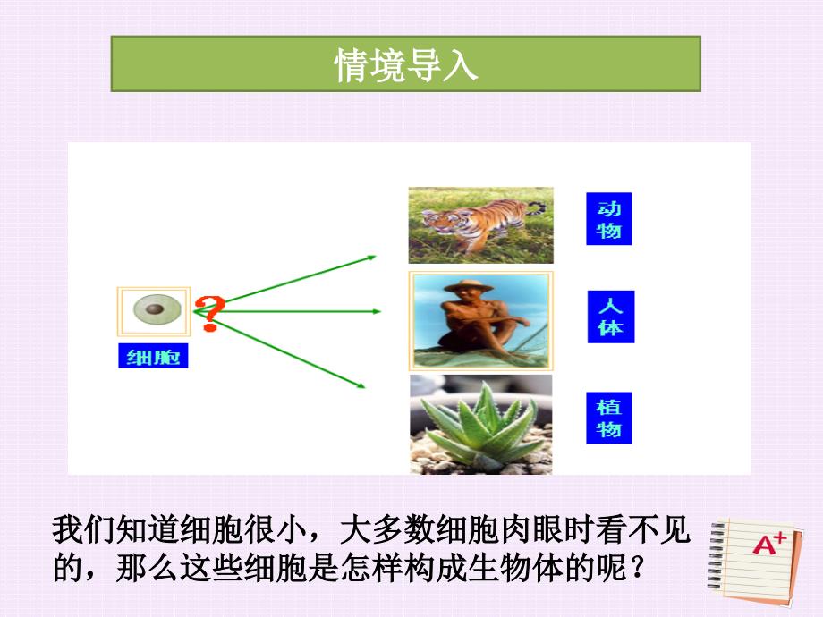 3.2.3生物体课件七年级生物上册_第2页