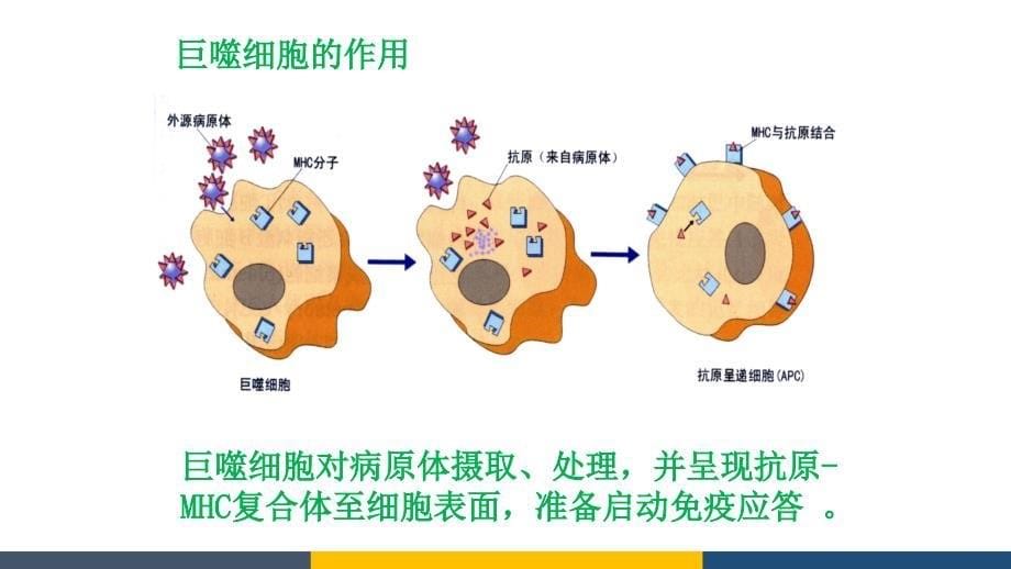 高中生物特异性免疫-模拟课堂ppt课件_第5页