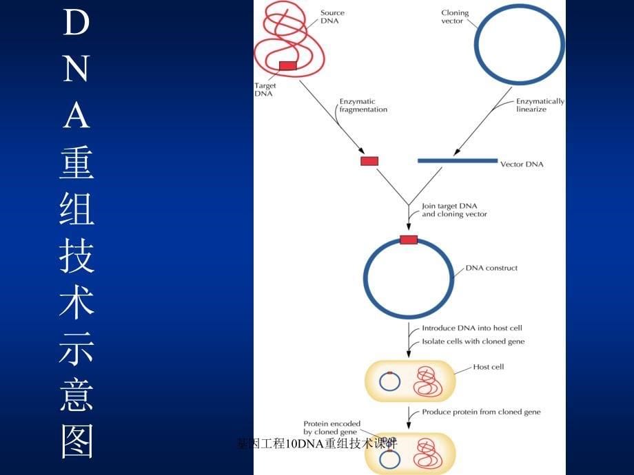 基因工程10DNA重组技术课件_第5页