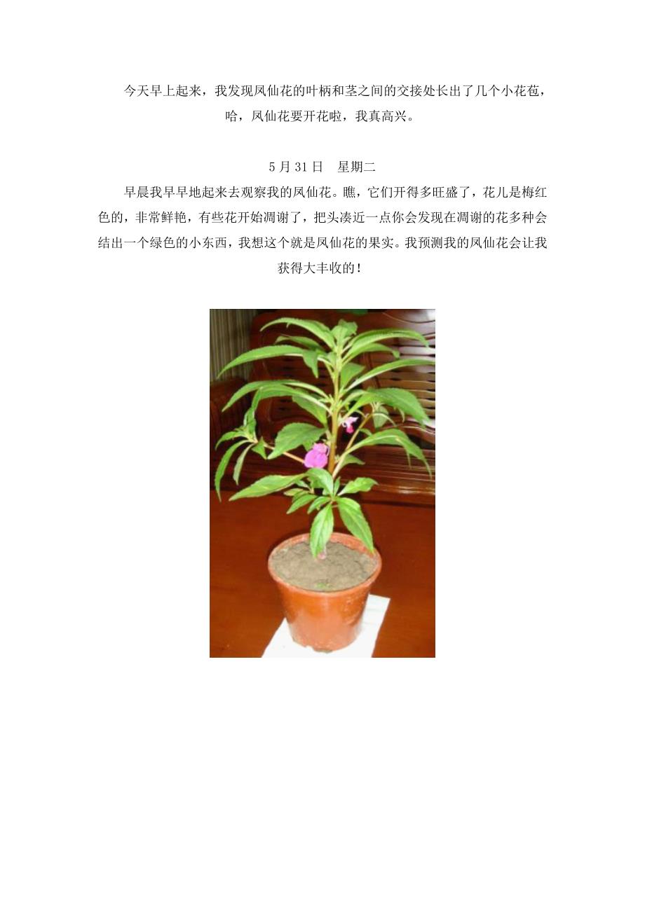 凤仙花观察日记MicrosoftWord文档_第4页