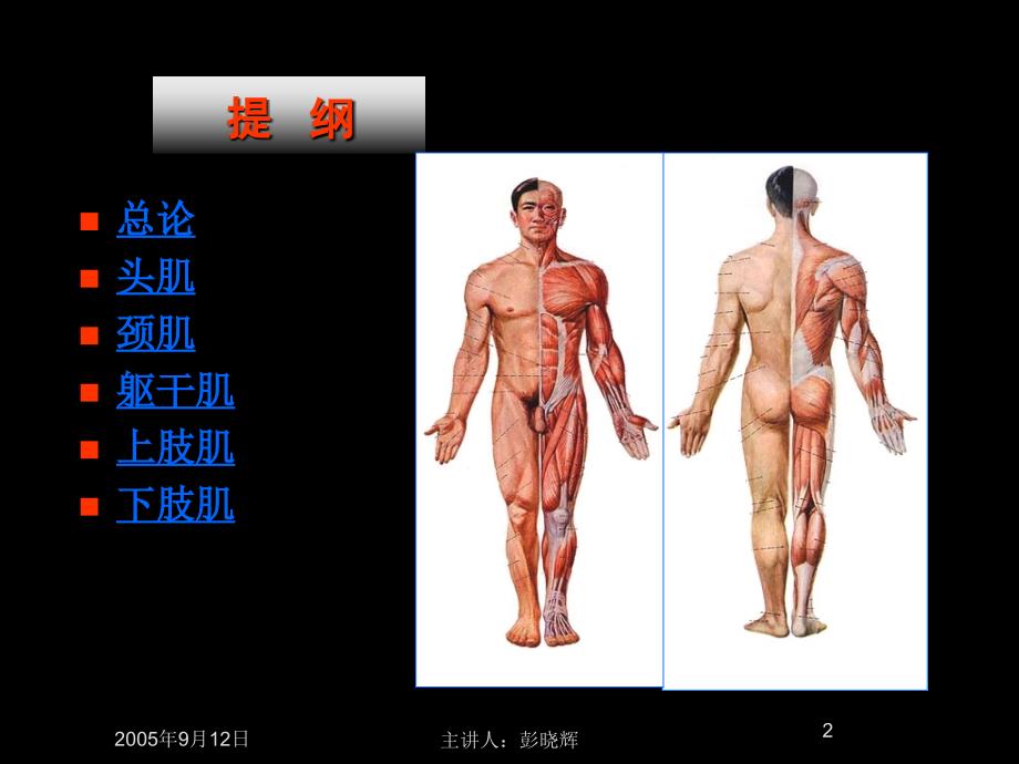 人体组织解剖学实验课件：第二章 运动系统（骨骼肌）_第2页