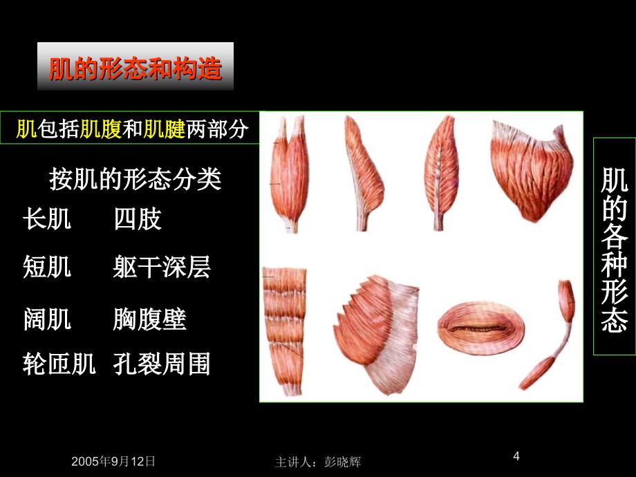 人体组织解剖学实验课件：第二章 运动系统（骨骼肌）_第4页