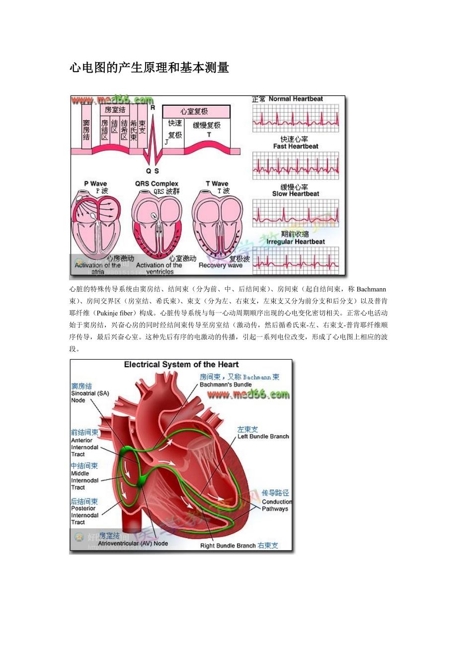 心电图的产生原理和基本测量.doc_第1页