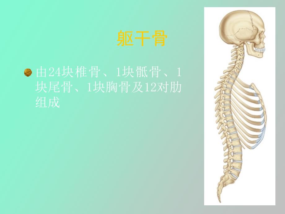 躯干骨颅骨及其连接_第2页