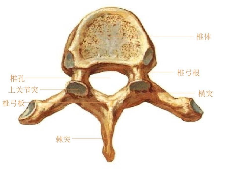 躯干骨颅骨及其连接_第5页