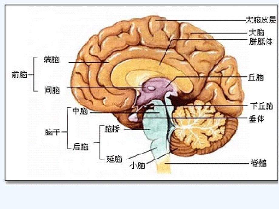 垂体瘤诊疗新进展课件_第5页