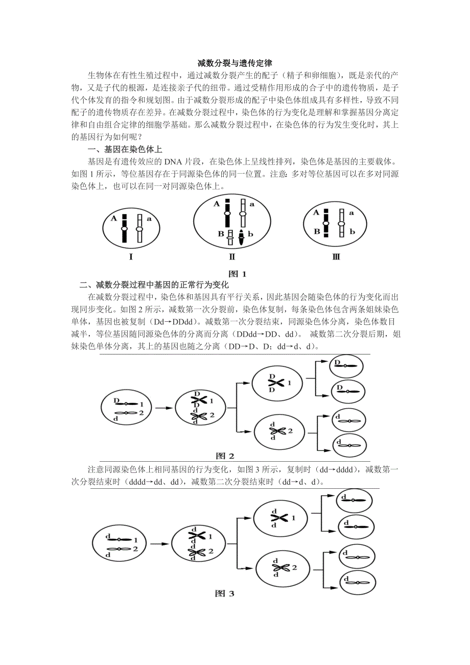 减数分裂与遗传定律_第1页