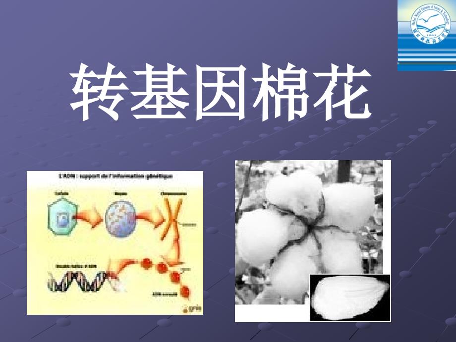 转基因棉花ppt课件_第2页