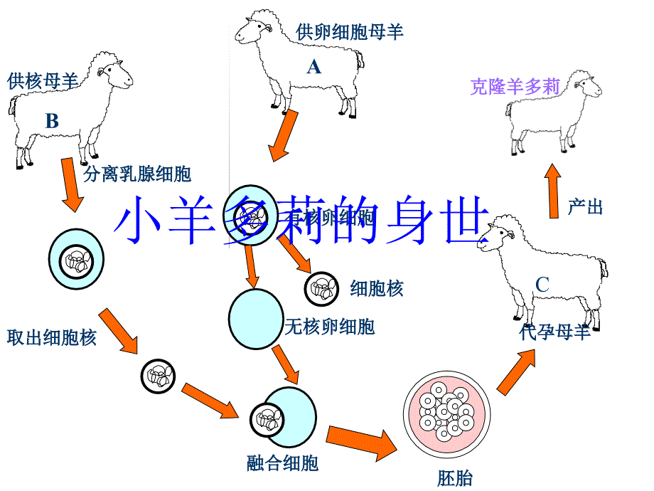 八年级生物细胞核是遗传信息库1_第4页