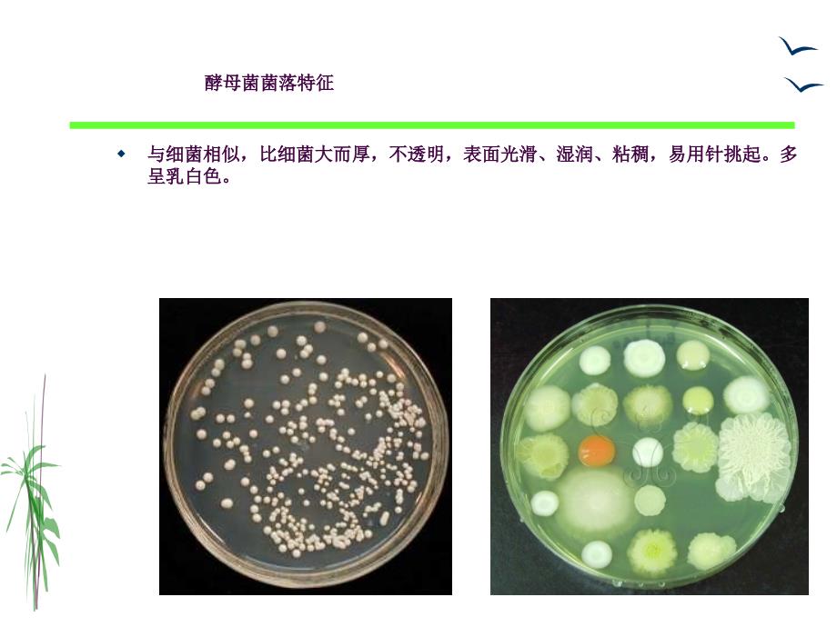 真菌的形态观察ppt课件_第4页