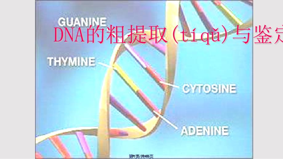 DNA的粗提取与鉴定实用教案_第1页