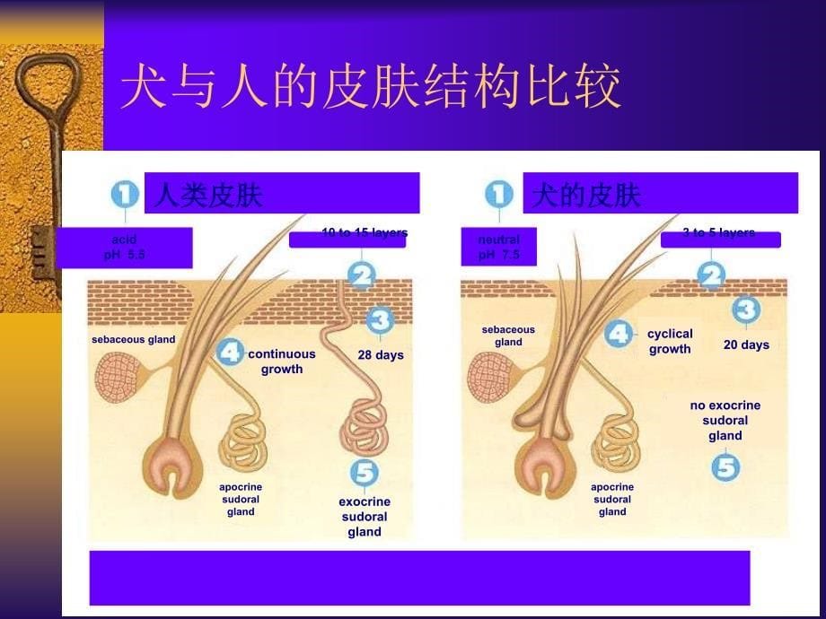 临床皮肤病病例分析林德贵_第5页