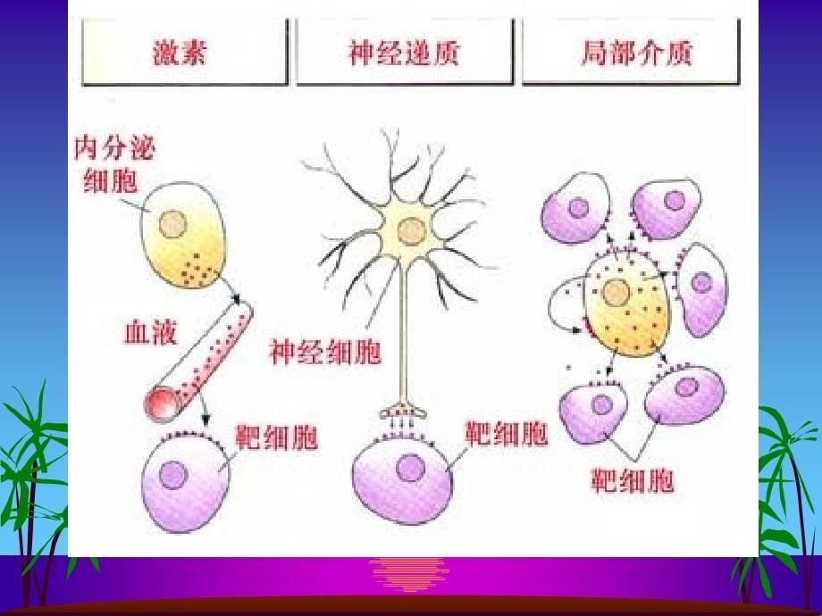 第四部分细胞通讯教学课件_第5页