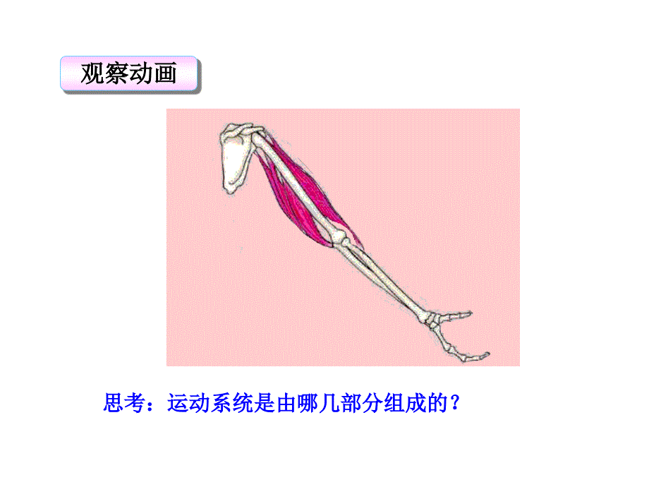 -第一节--动物的运动-课件_第4页