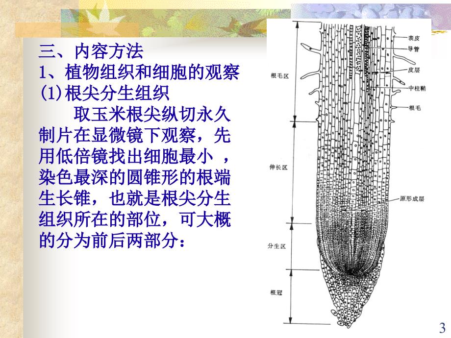 植物细胞的有丝分裂ppt课件_第3页