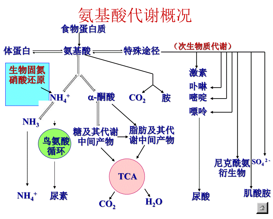 生物化学合工大第十一章蛋白质的酶促降解及氨基酸代谢_第3页