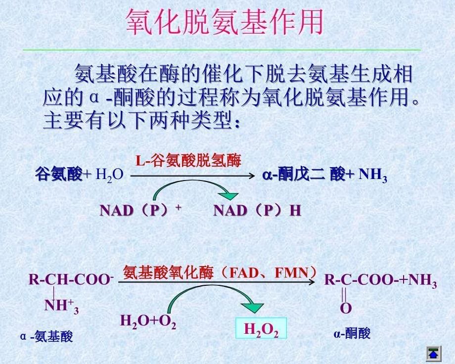 生物化学合工大第十一章蛋白质的酶促降解及氨基酸代谢_第5页