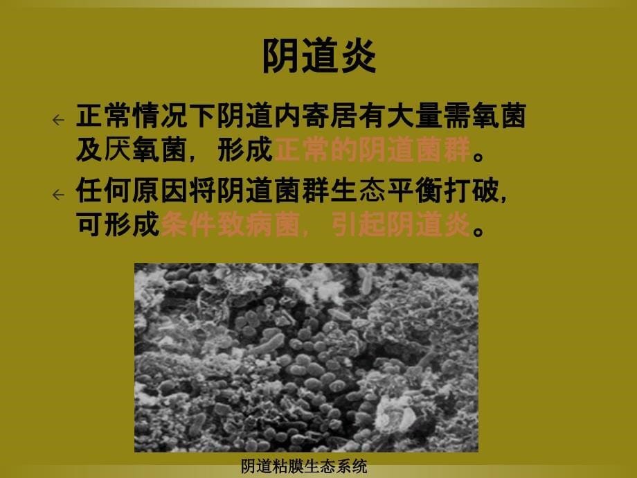 妇科感染常见病原菌及检测方法_第5页