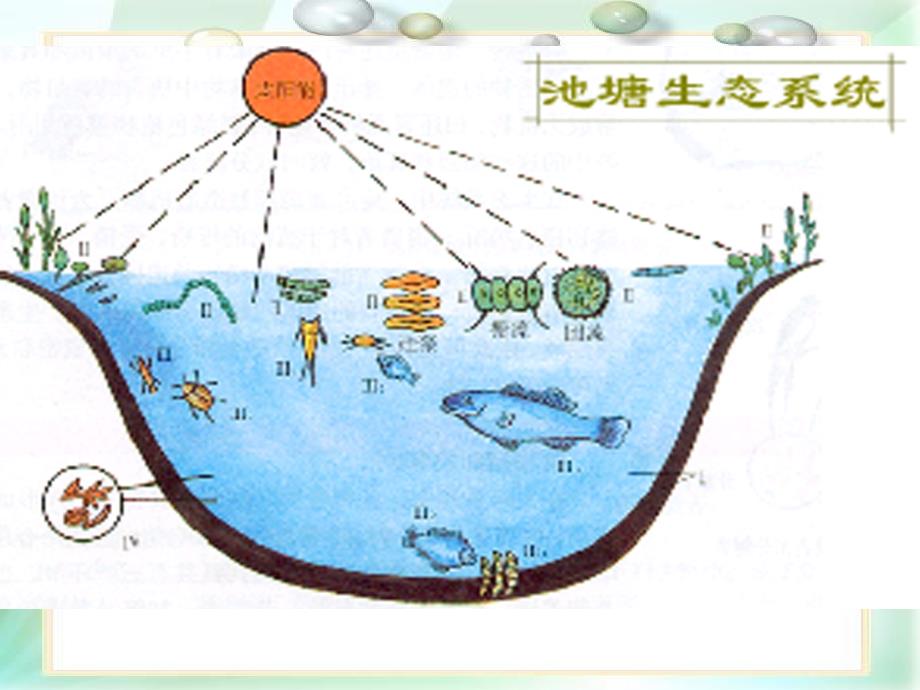 五年级上册科学课件1.8维护生态平衡教科版共41张PPT_第2页