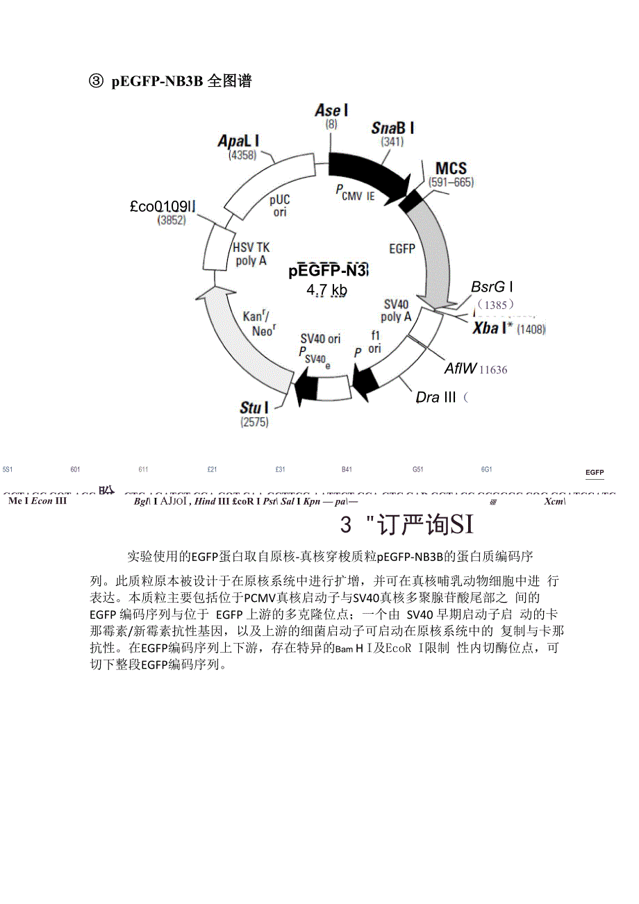 绿色荧光蛋白克隆并在大肠杆菌表达_第3页