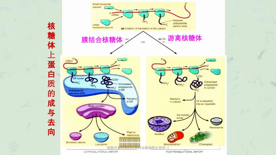 细胞内蛋白质的分选和运输细胞生物学1课件_第1页