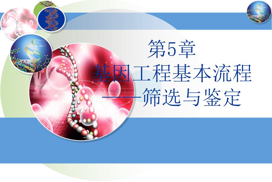 第5章-基因工程基本流程-筛选与鉴定_第1页