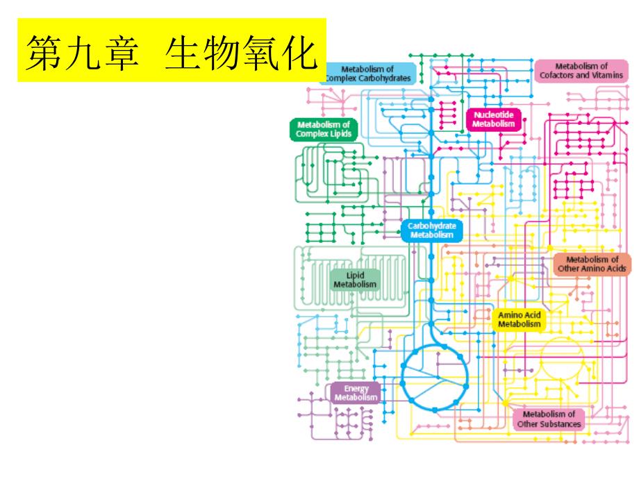 第9章生物氧化与氧化磷酸化_第1页