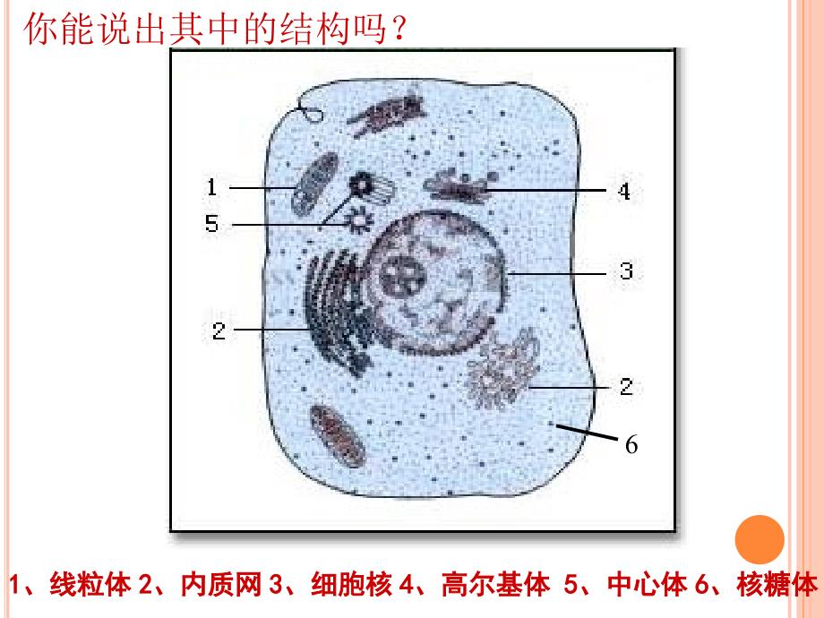 细胞核——课件_第1页