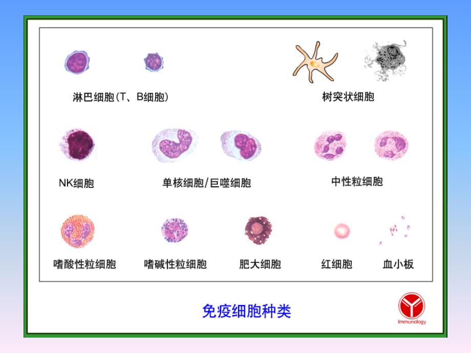 最新B淋巴细胞PPT文档_第1页