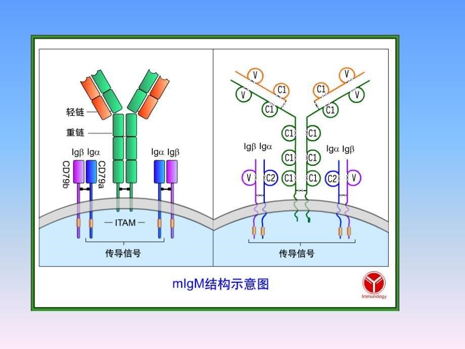 最新B淋巴细胞PPT文档_第5页