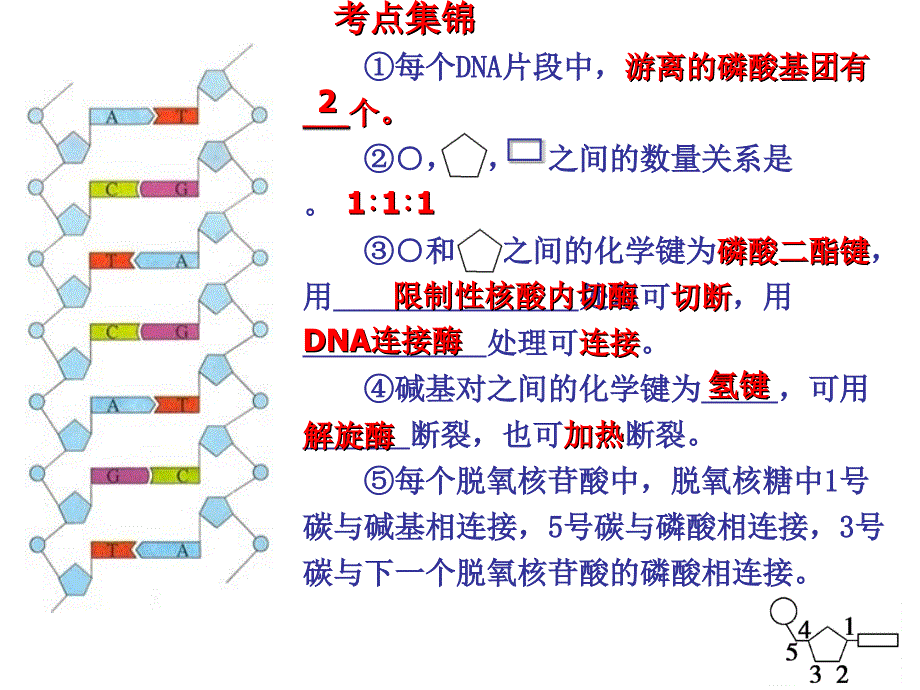 DNA分子的结构、复制及基因是有遗传效应的DNA片段复习课_第4页