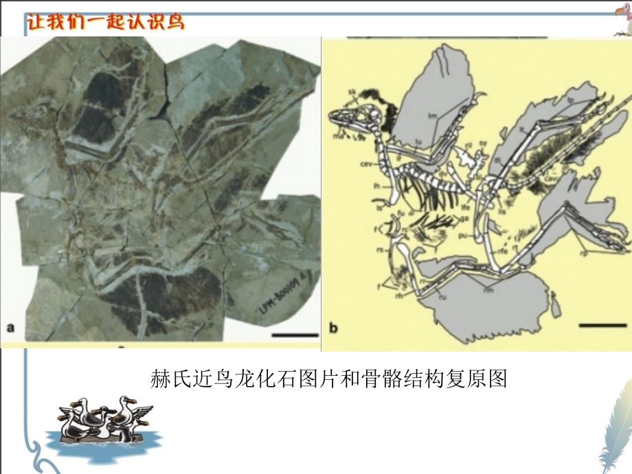 鸟类身体结构_第3页