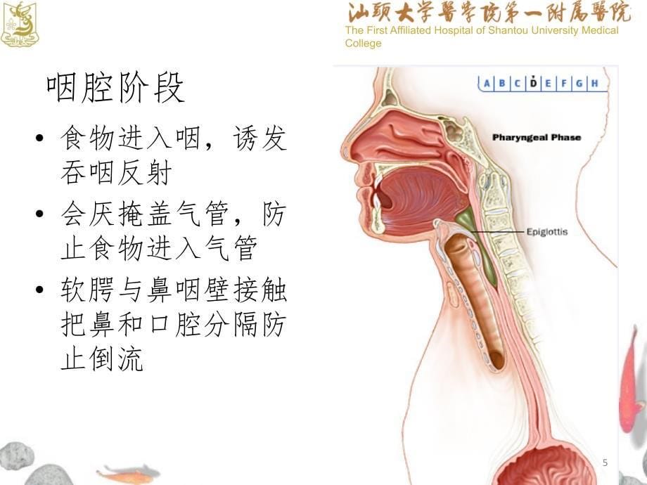 吞咽障碍筛查和护理课堂PPT_第5页