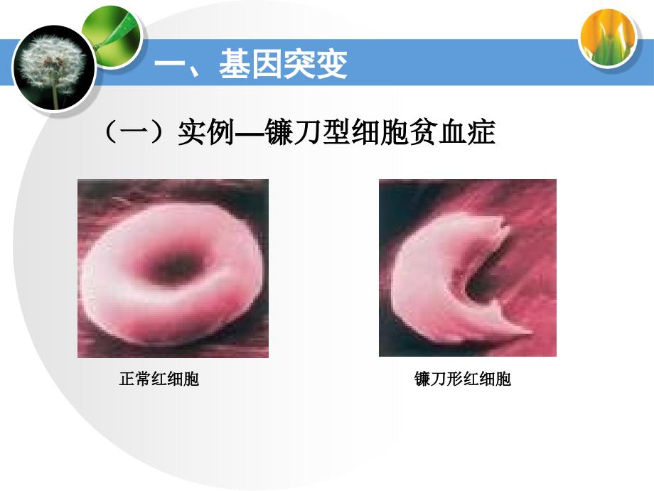 胸腺嘧啶或腺嘌呤D_第3页