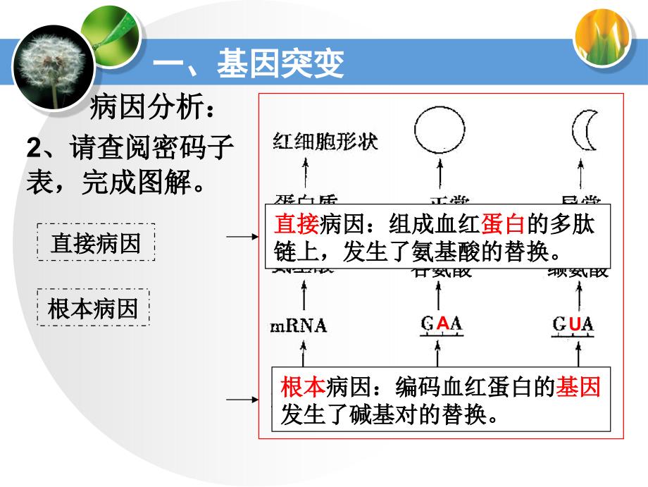 胸腺嘧啶或腺嘌呤D_第4页