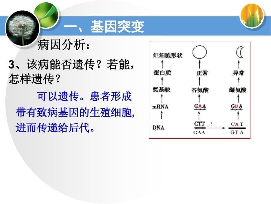 胸腺嘧啶或腺嘌呤D_第5页