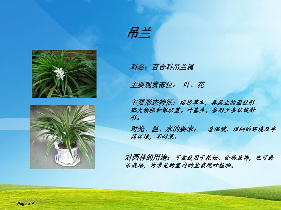 常见园林植物基本简介课件_第4页