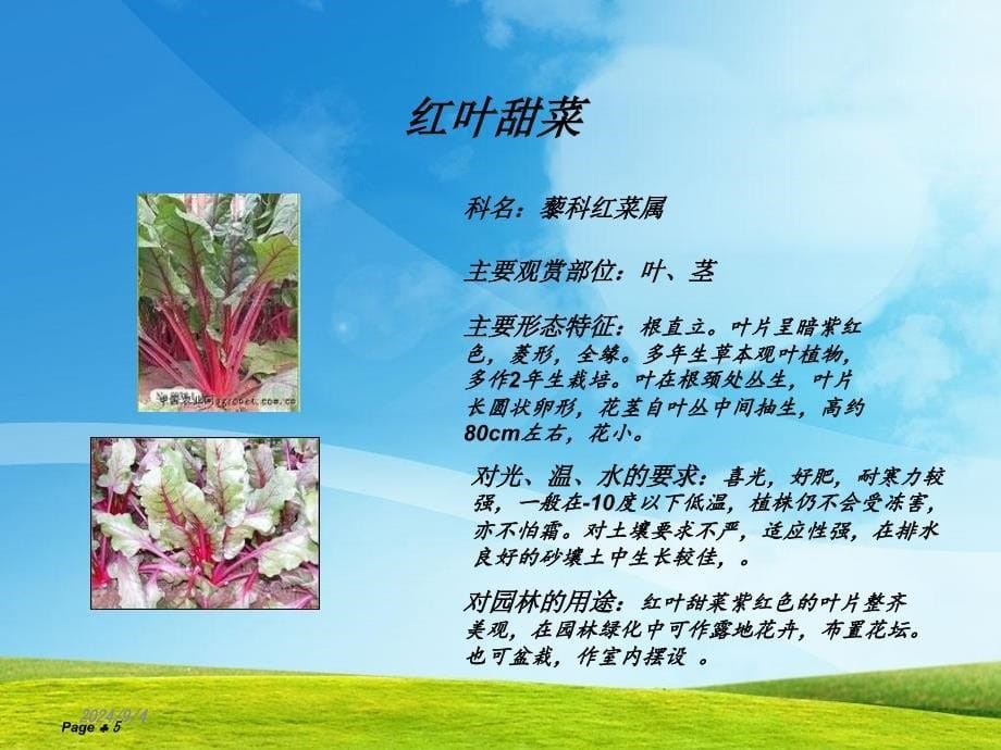 常见园林植物基本简介课件_第5页