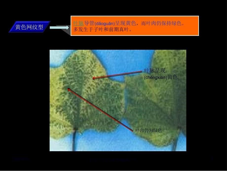 医学专题—区别点棉花枯萎病棉花黄萎病21374_第5页